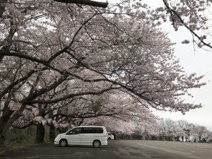 三国成田山の桜